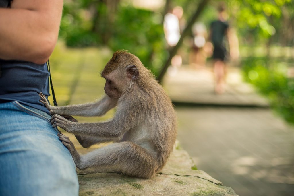 Bali, indonesia, monkey, and park
