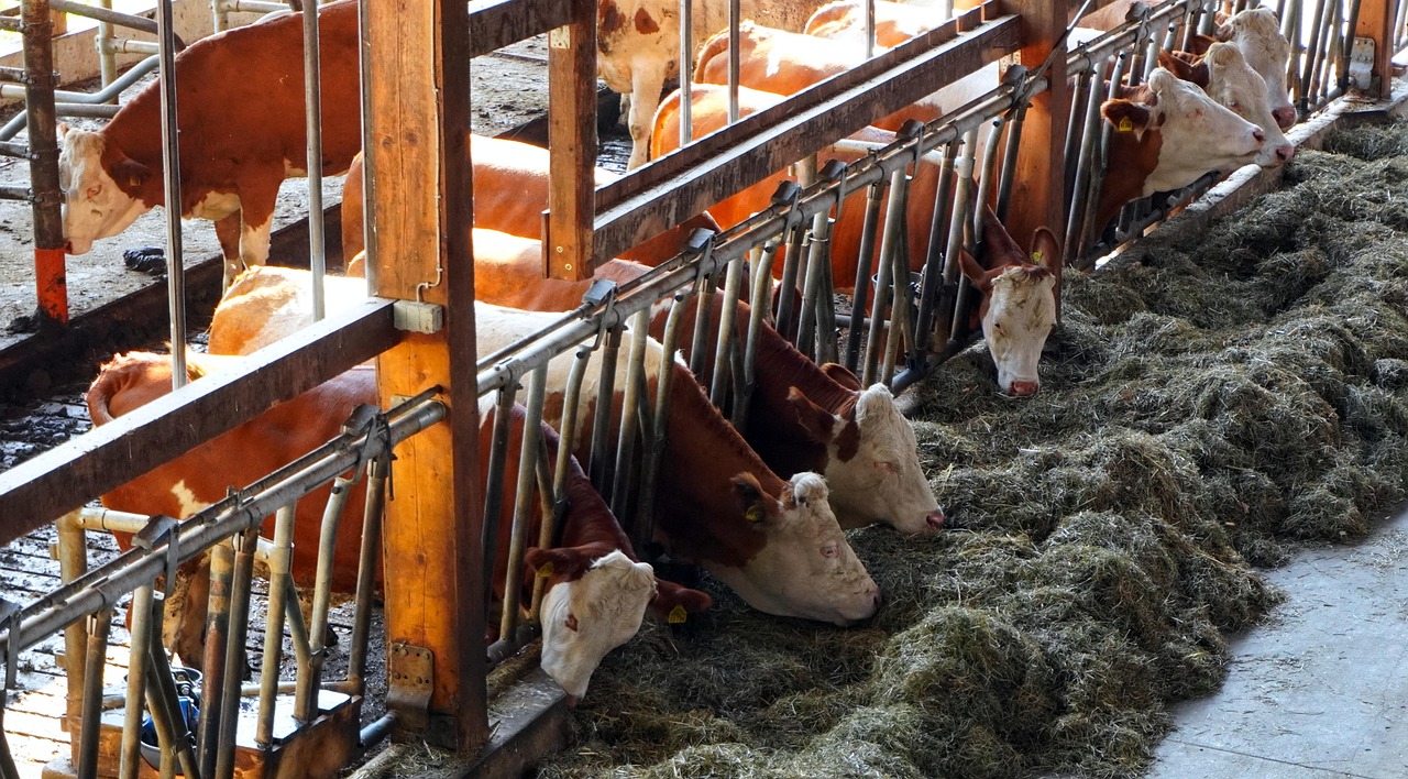 Cowshed, farm yard, cows, and barn